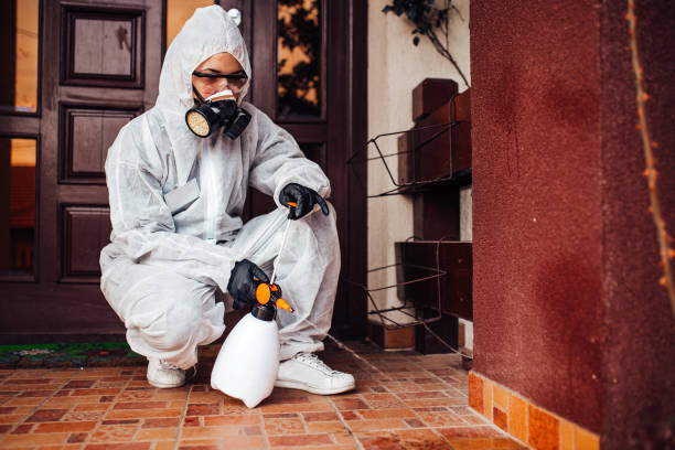 Attic and Crawl Space Rodent Treatment in Hampton