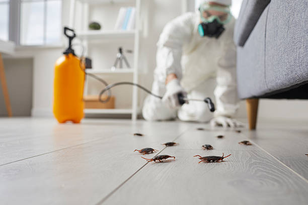 Commercial Rodent Management in Hampton